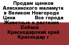 Продам щенков Аляскинского маламута в Великом Новгороде › Цена ­ 5 000 - Все города Животные и растения » Собаки   . Краснодарский край,Краснодар г.